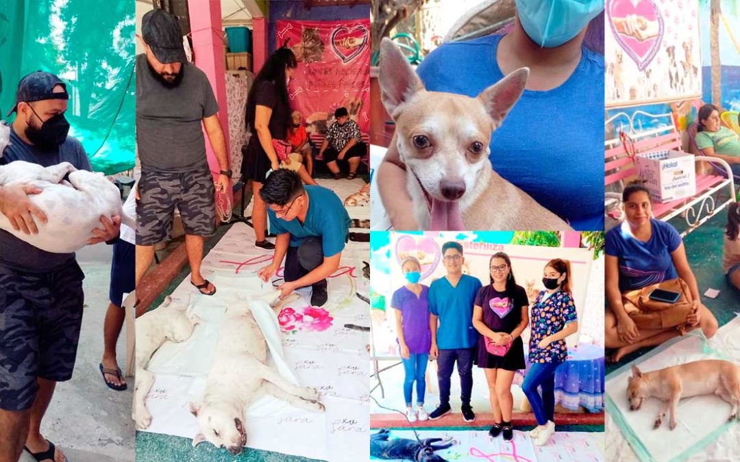 PATITAS FELICES REALIZA SU CAMPAÑA DE ESTERILIZACION DE MARZO